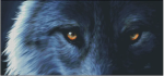 (image for) Full Moon